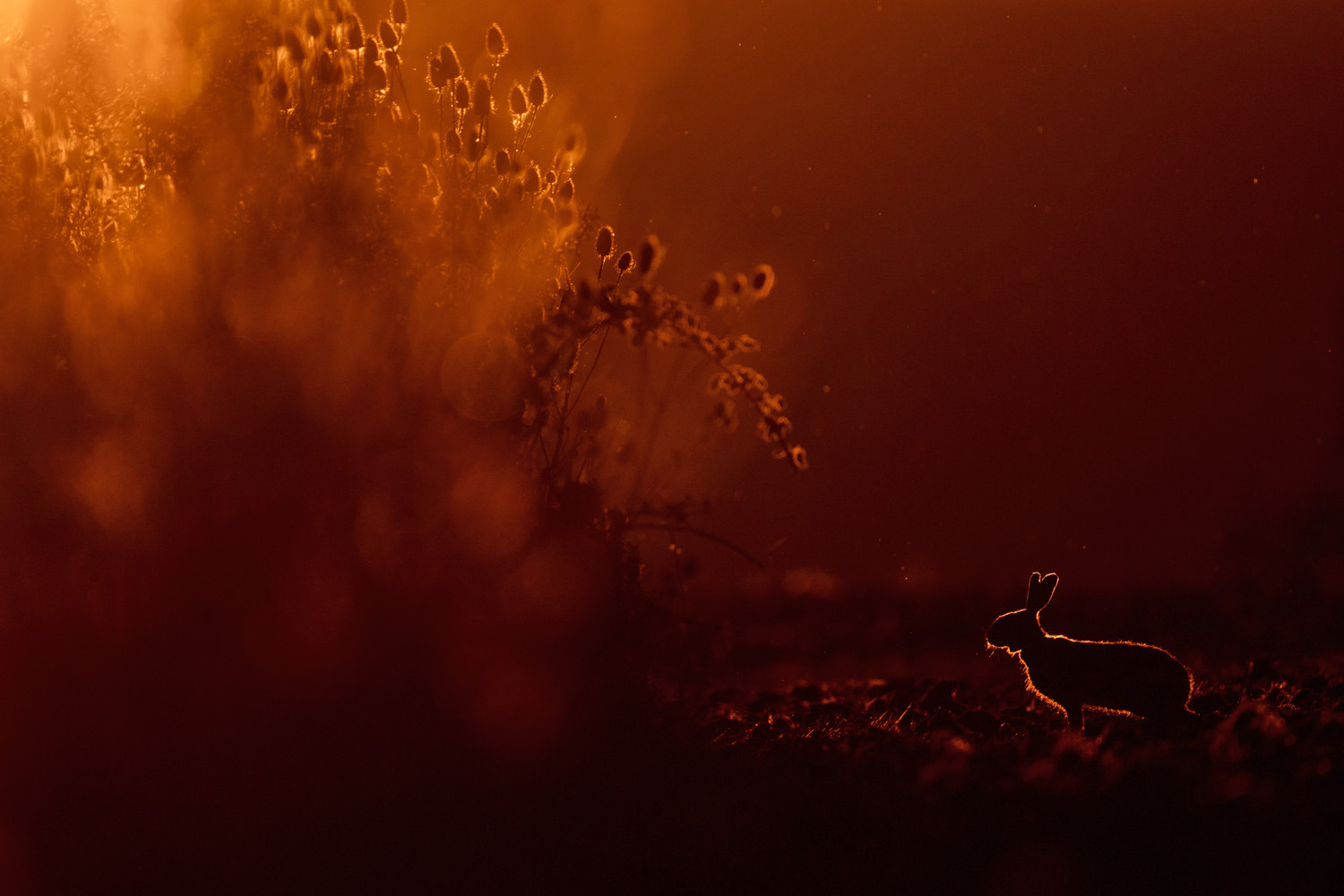 gdt nature photographer of the year 2025