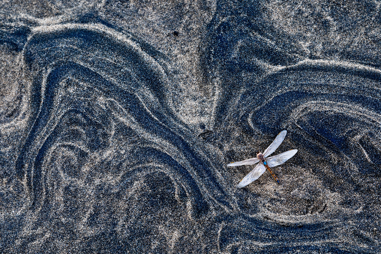 gdt nature photographer of the year 2025