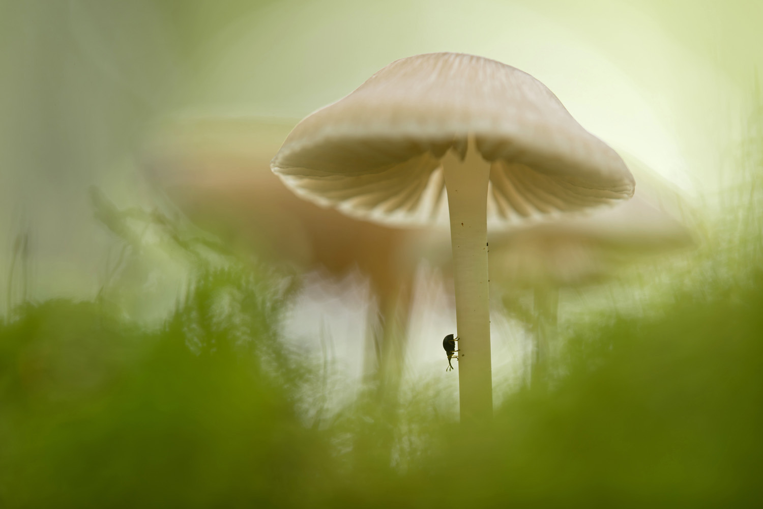 gdt nature photographer of the year 2025