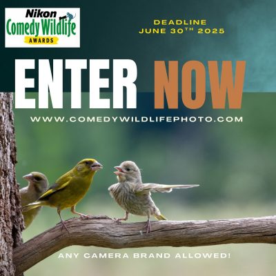2025 Nikon Comedy Wildlife Awards