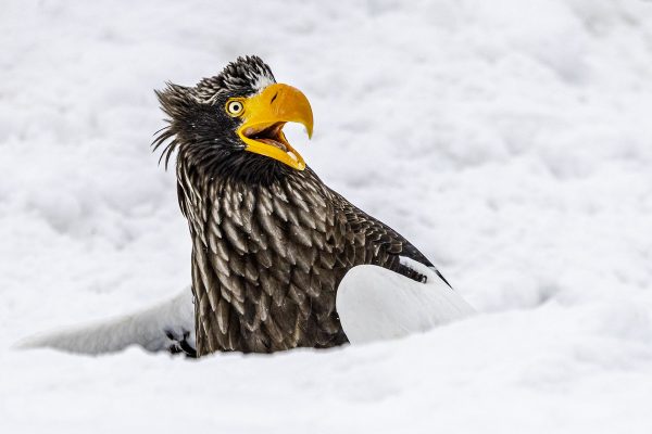 2025 Nikon Comedy Wildlife Awards
