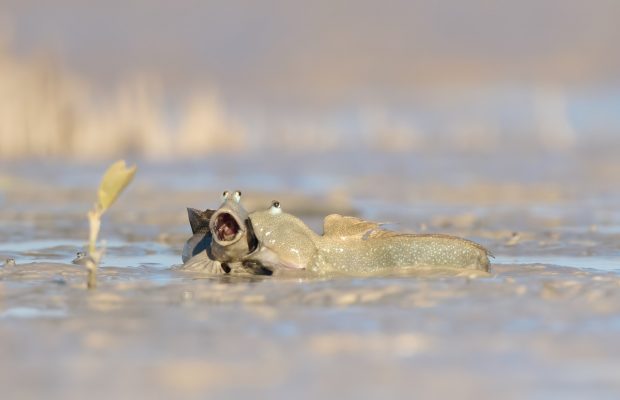 2025 Nikon Comedy Wildlife Awards