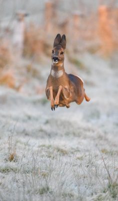 2025 Nikon Comedy Wildlife Awards