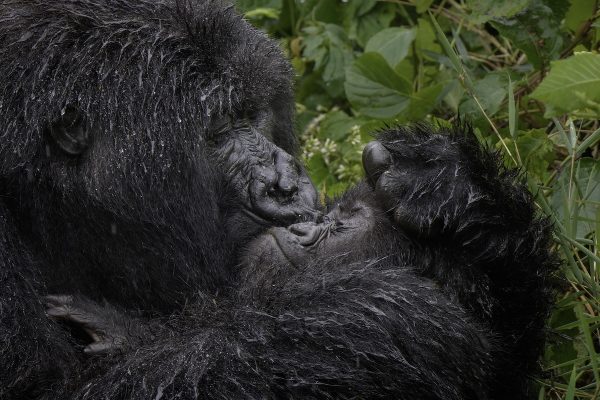 2025 Nikon Comedy Wildlife Awards