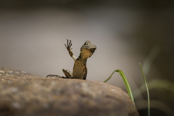 2025 Nikon Comedy Wildlife Awards