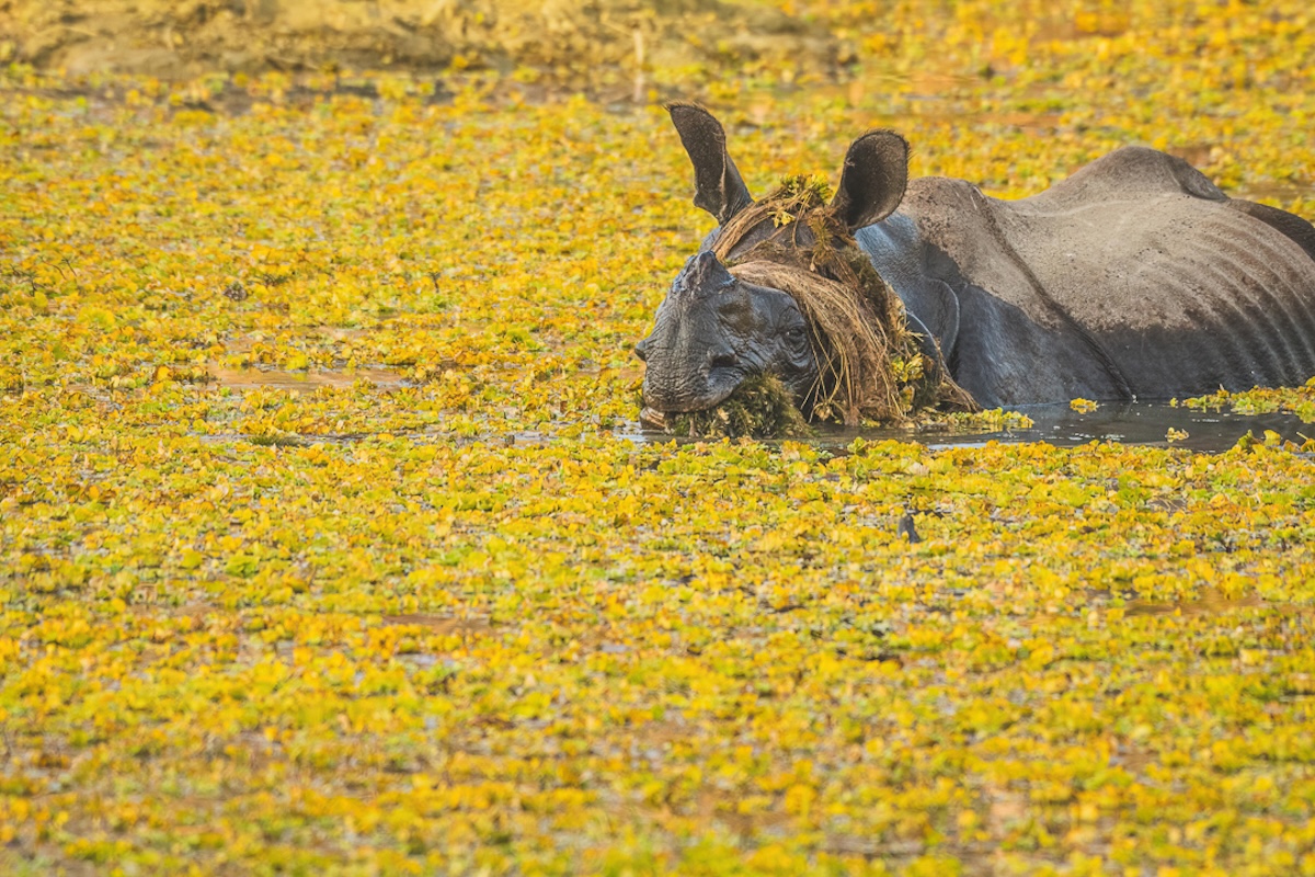 2025 Nikon Comedy Wildlife Awards