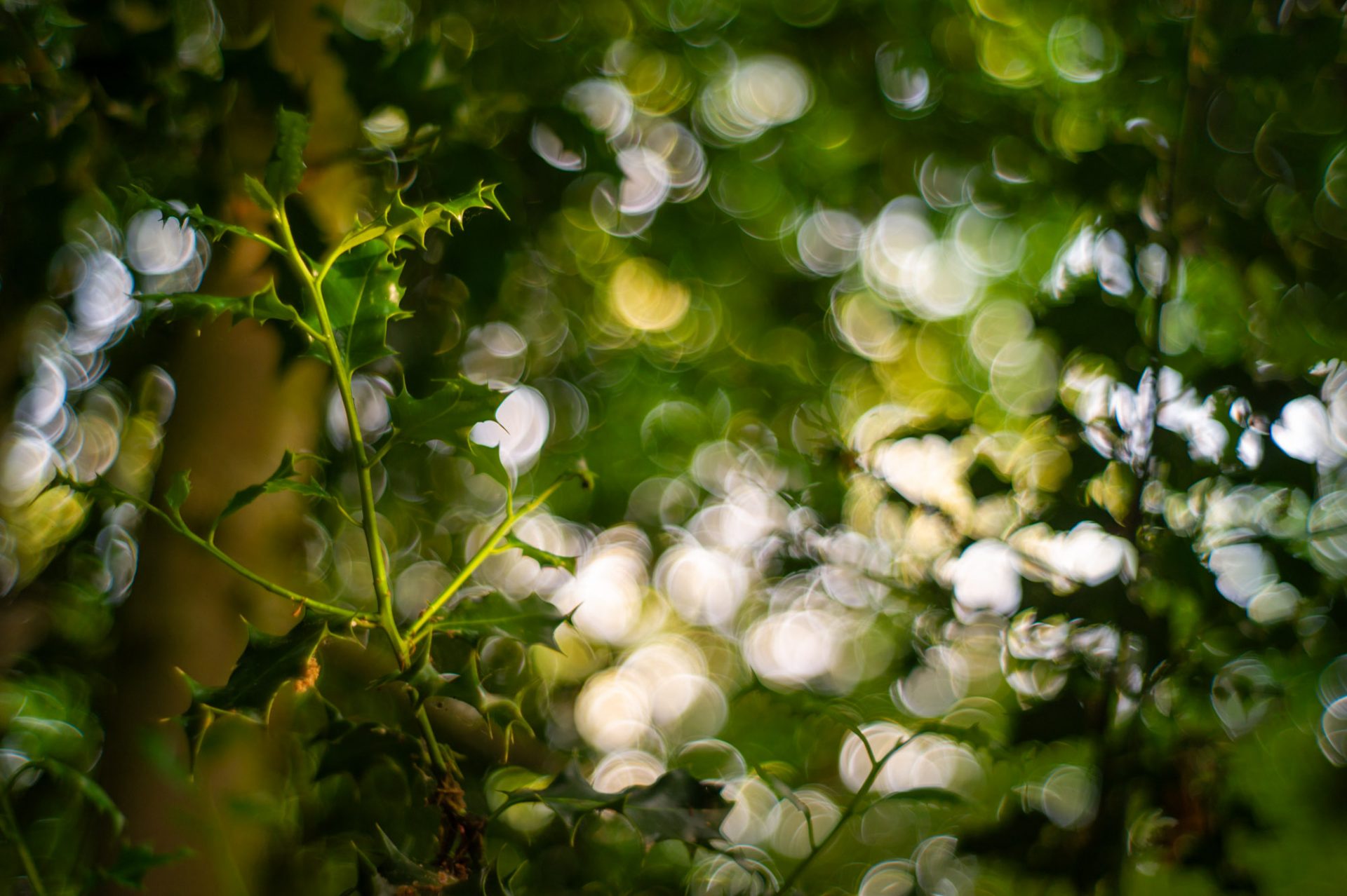 Ống kính Omnar Bertele 50mm f/2 MC FLB