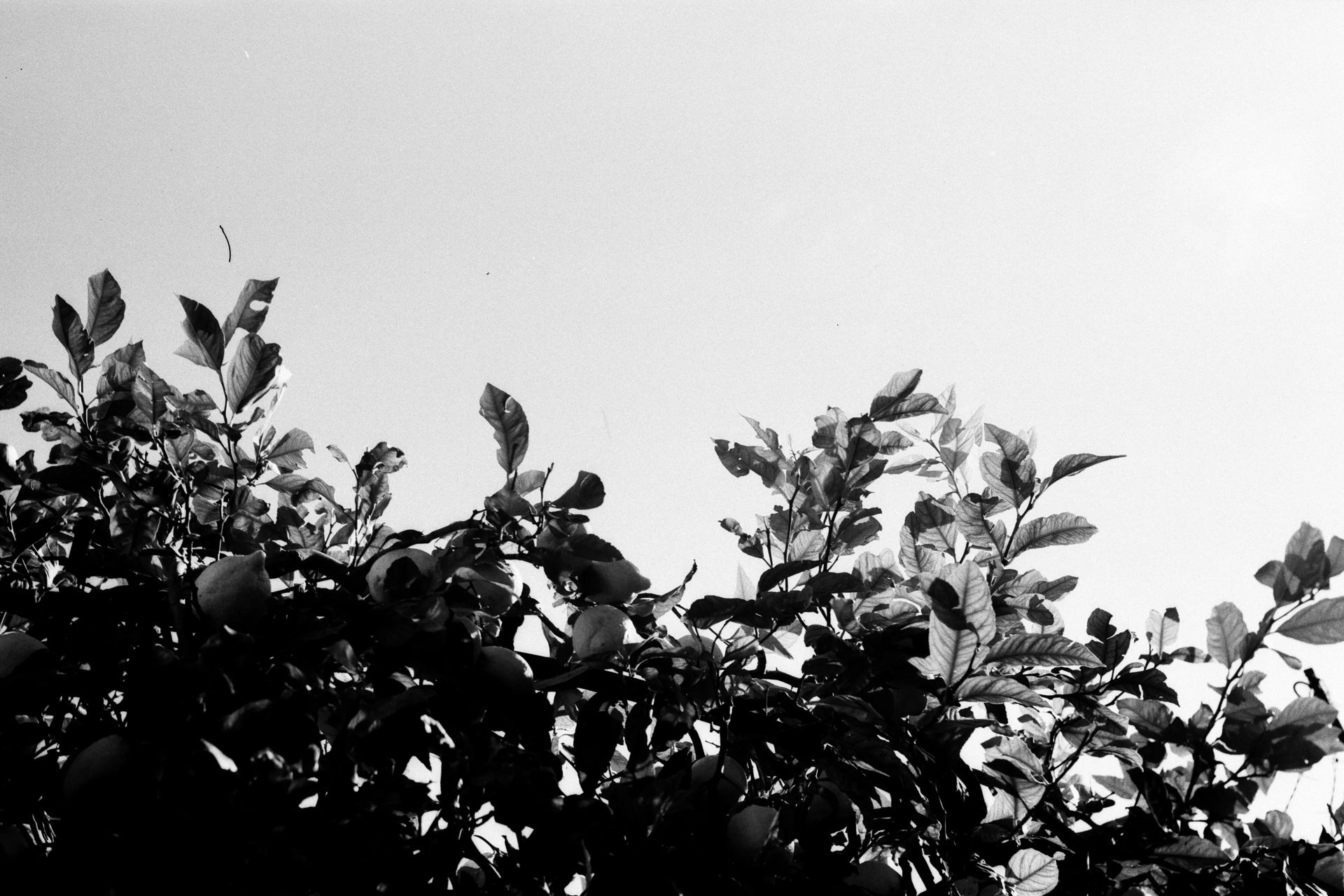 ra mắt leica monopan 50