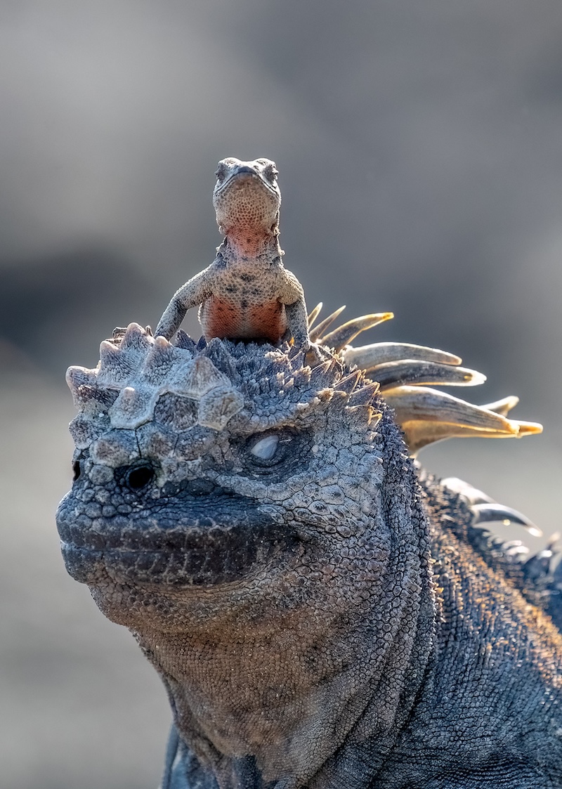 2025 Nikon Comedy Wildlife Awards