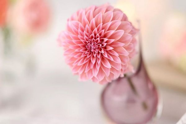 Canon RF 85mm f/1.4 L VCM (Canon RF)