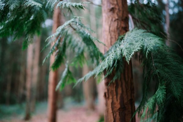Sigma 35mm f/1.2 DG II Art (Sony E)