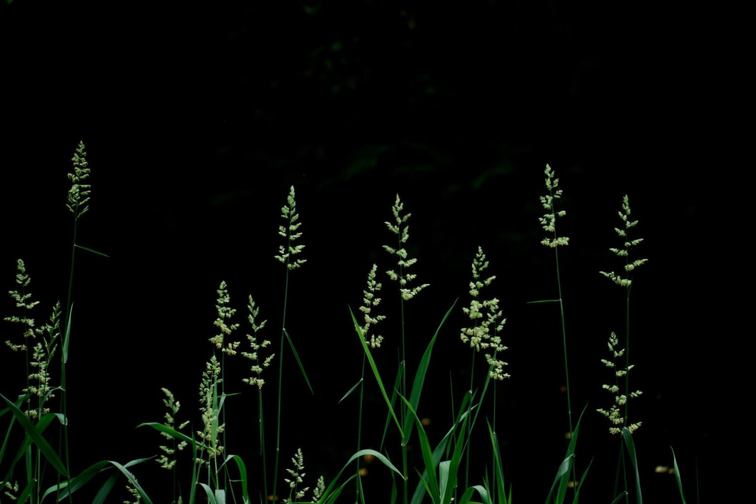 Ra Mắt Sigma 20-200mm f/3.5-6.3 DG Contemporary