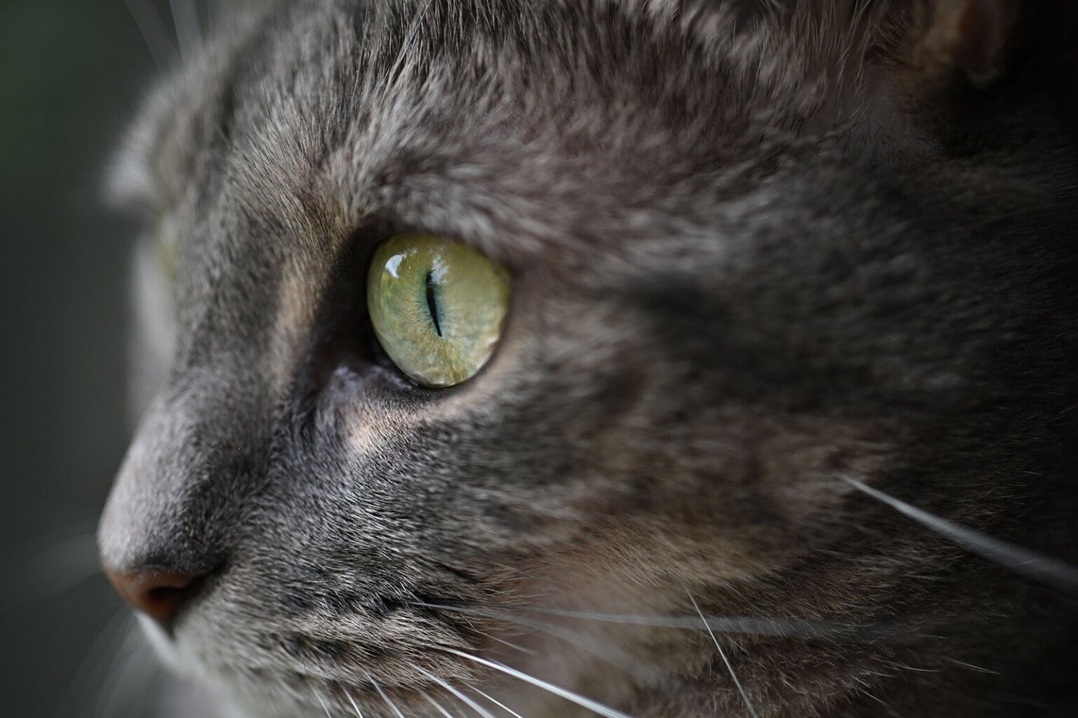 nikon 16-50mm f/2.8 và 35mm f/1.7