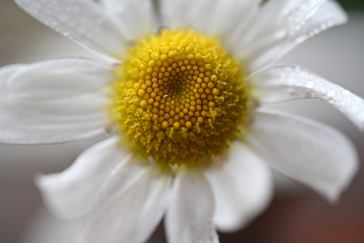 nikon 16-50mm f/2.8 và 35mm f/1.7