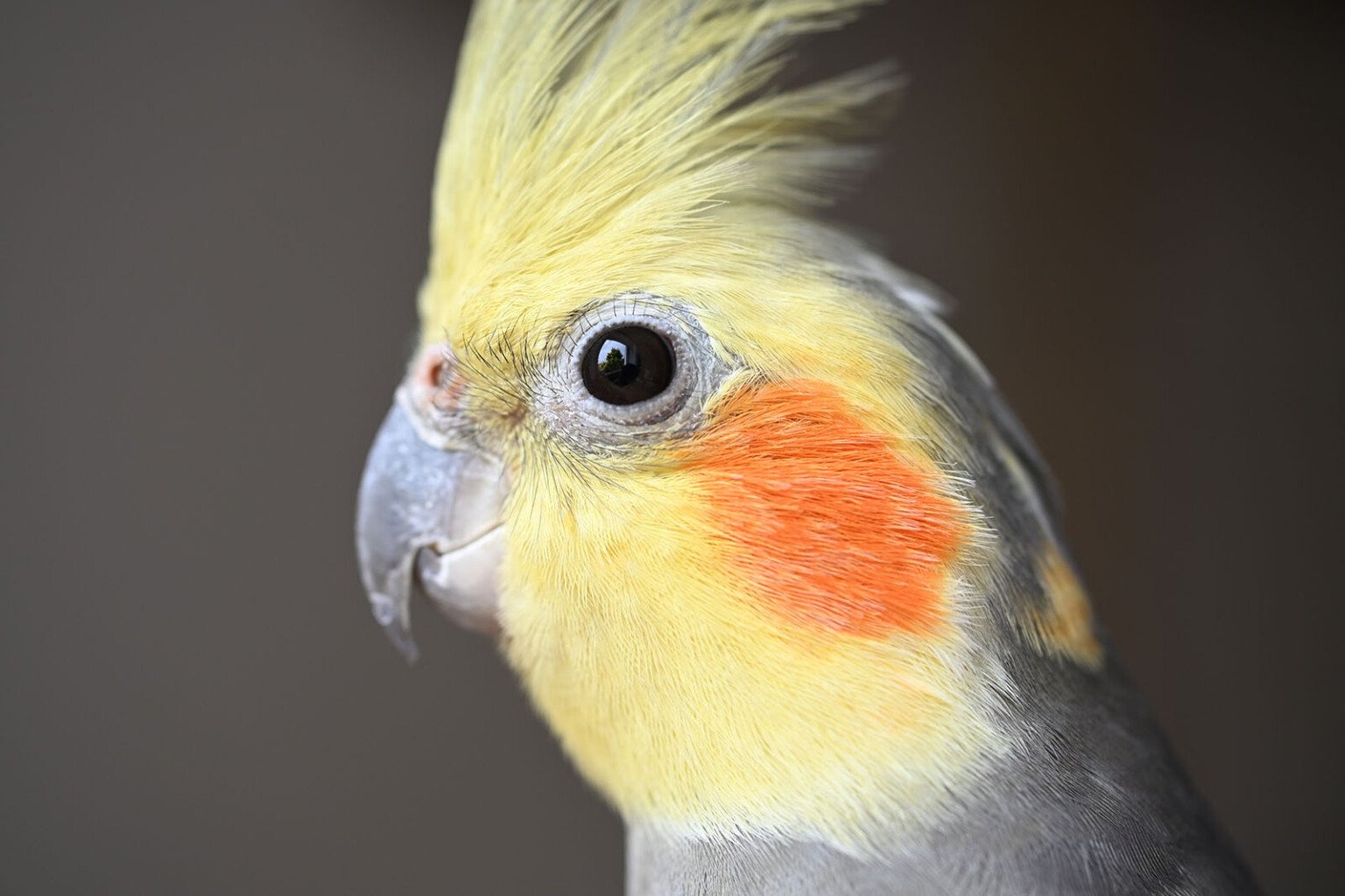 nikon 16-50mm f/2.8 và 35mm f/1.7