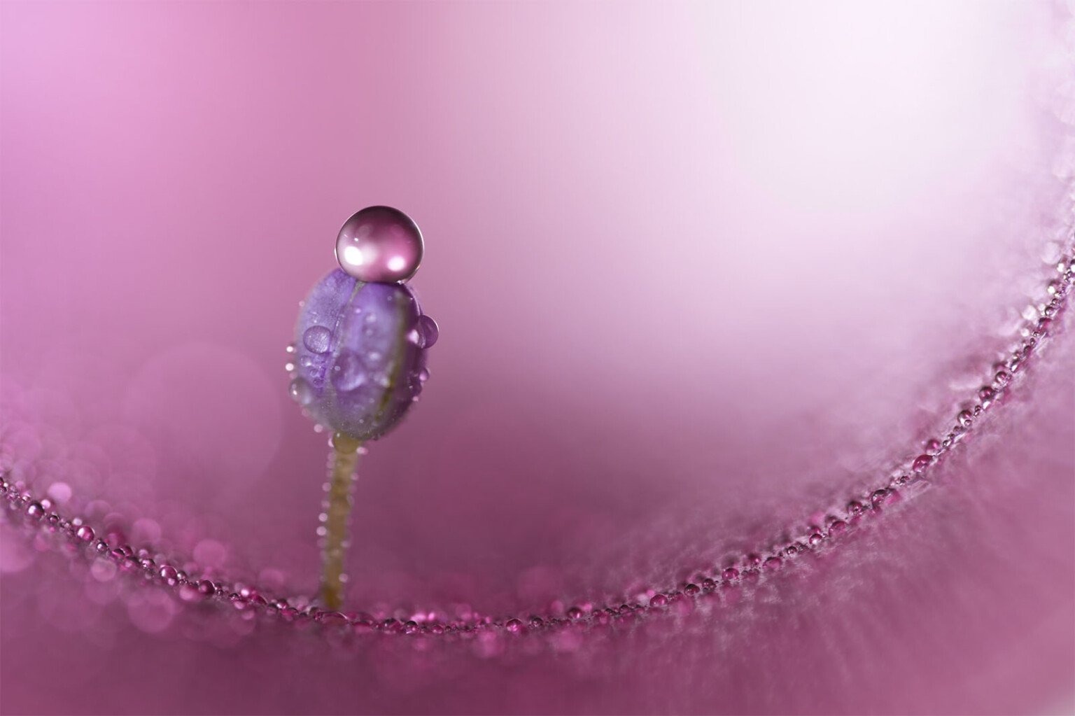 ra mắt Sony FE 100mm f/2.8 Macro
