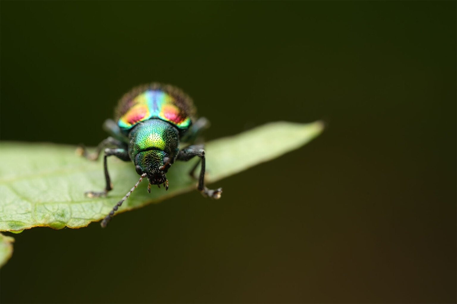 ra mắt Sony FE 100mm f/2.8 Macro