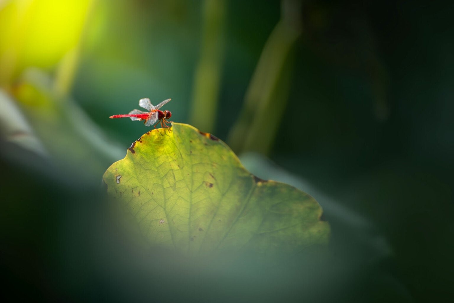 ra mắt laowa 200mm f/2