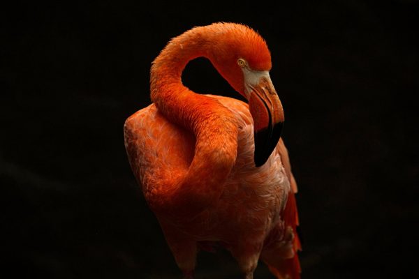 tổng quan dòng lumix S