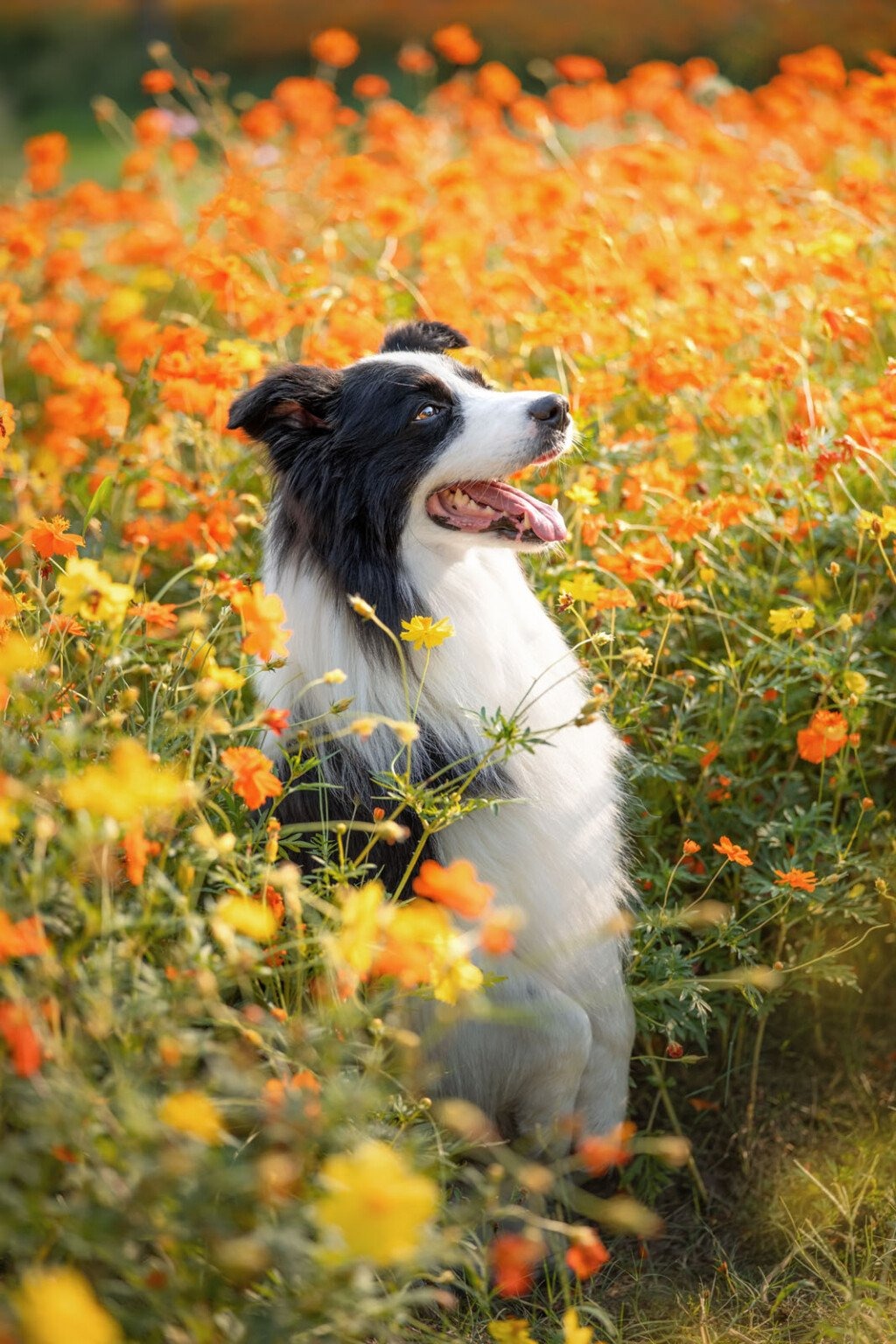 Viltrox 85mm f/2 Evo ngàm Nikon Z