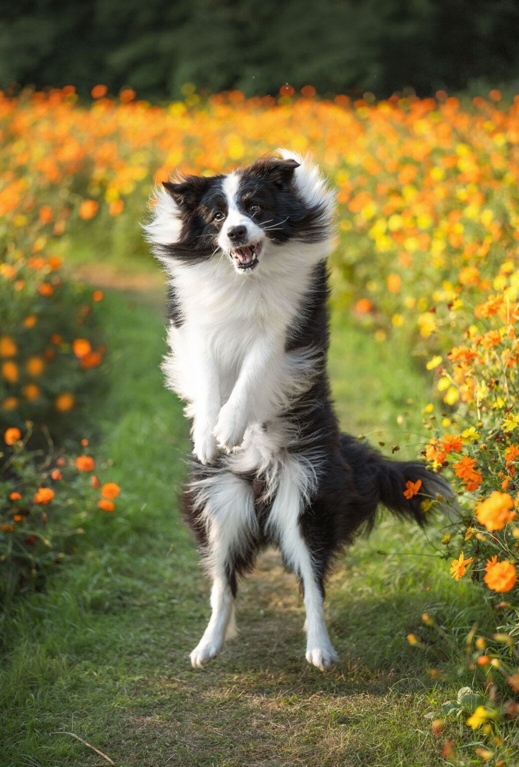 Viltrox 85mm f/2 Evo ngàm Nikon Z