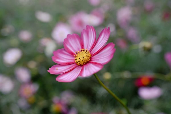 Nikon Z 24-105mm f/4-7.1