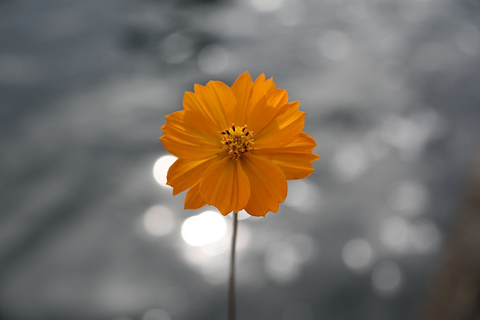 Ra Mắt Nikon 24-105mm f/4-7.1