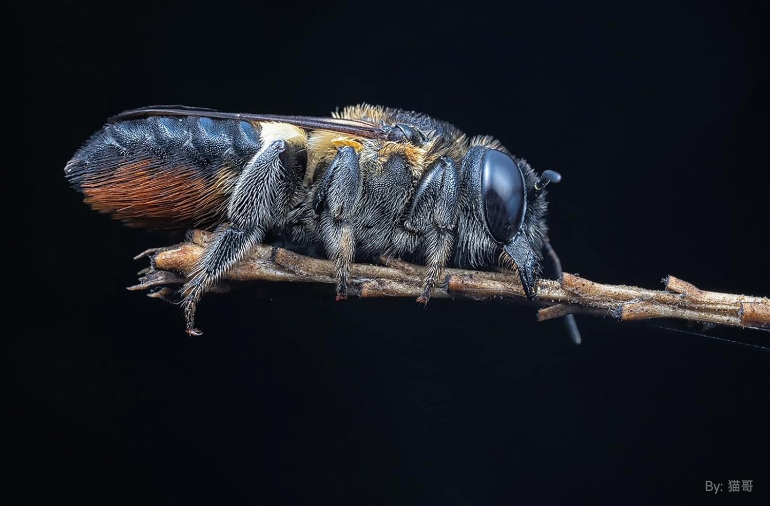 ra mắt Brightin Star macro 60mm f/2.8