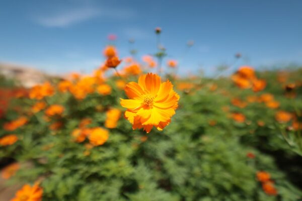 Canon RF 14mm f/1.4L