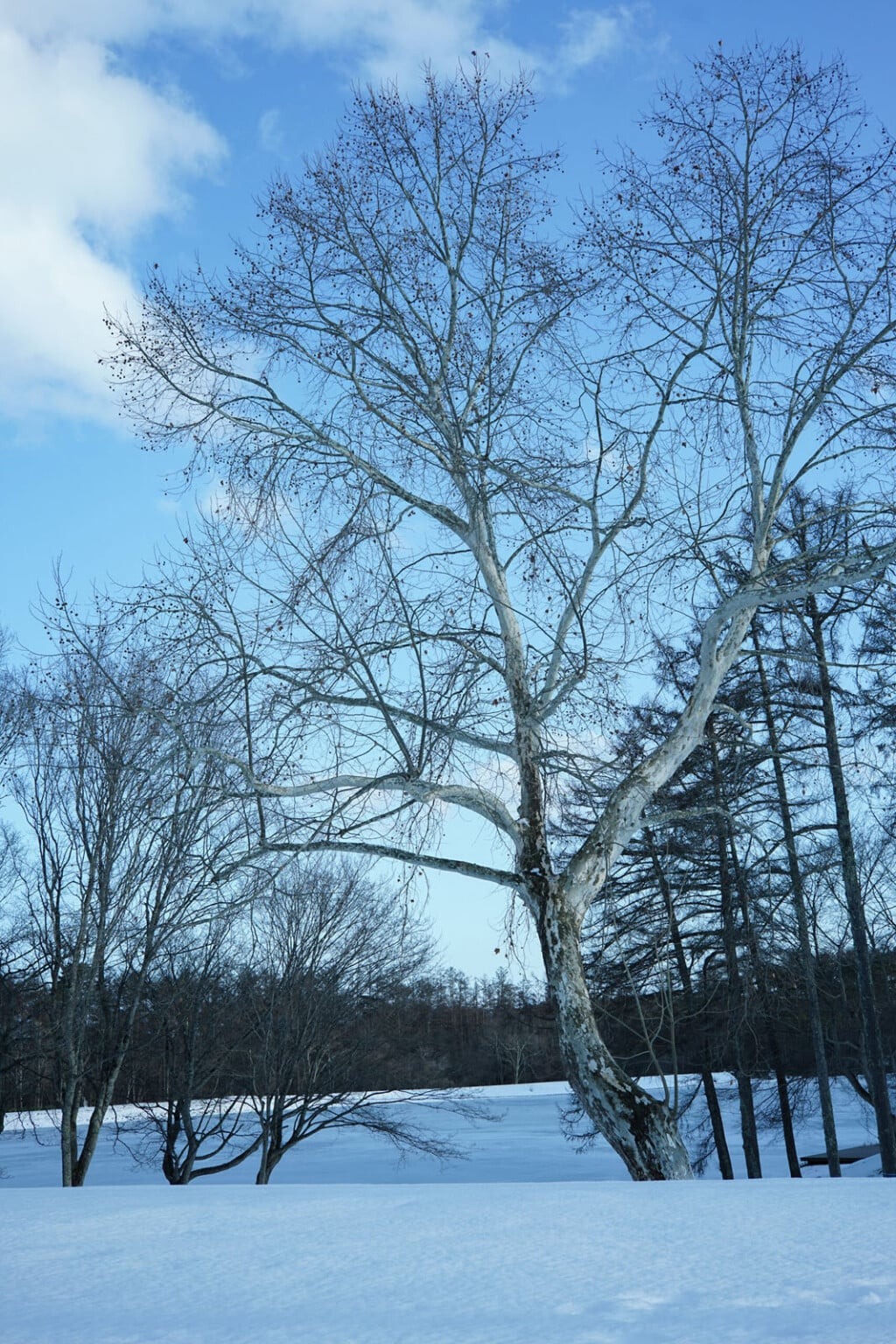 Voigtländer 40mm f/2 ngàm E và Z