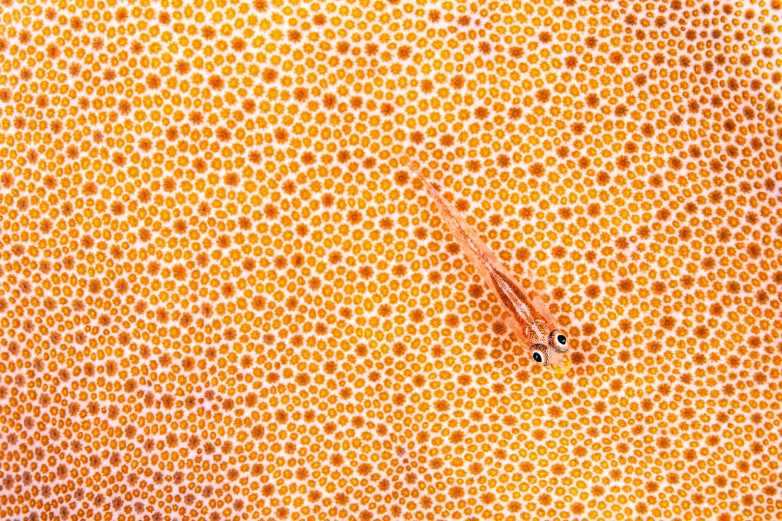 World Nature Photography Awards