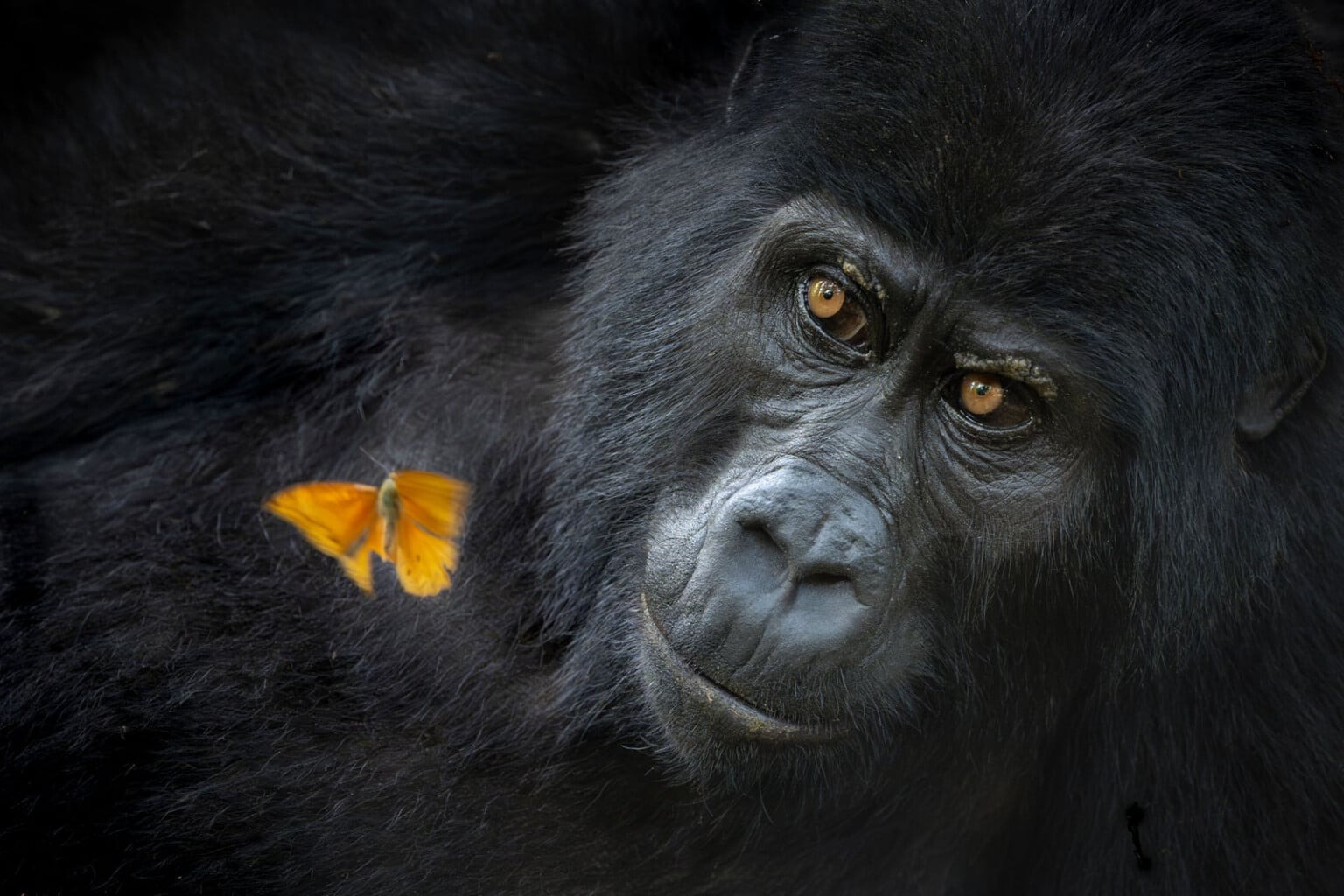 World Nature Photography Awards