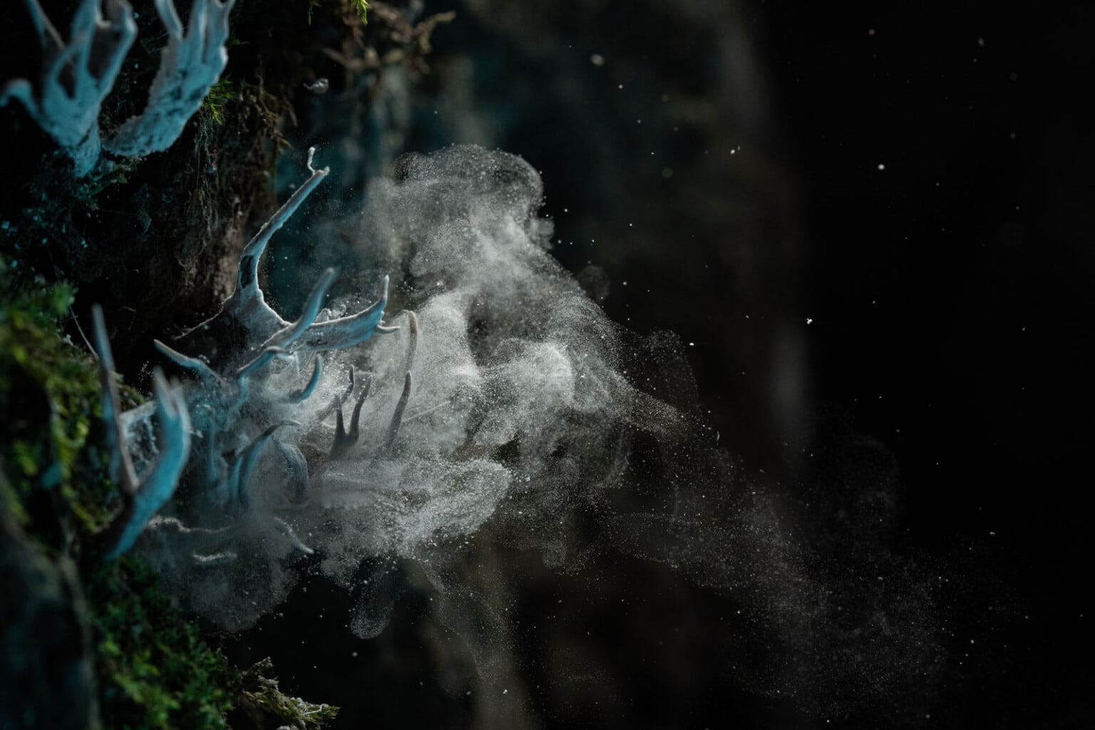 World Nature Photography Awards