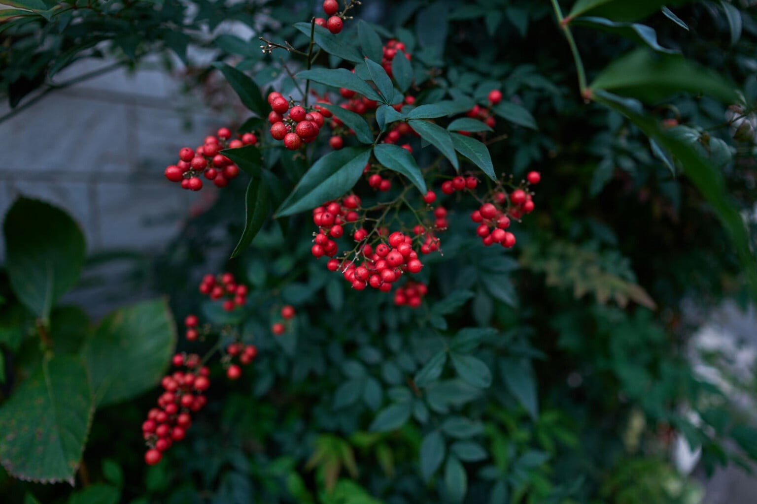 ra mắt Sigma 15mm f/1.4 DC Contemporary