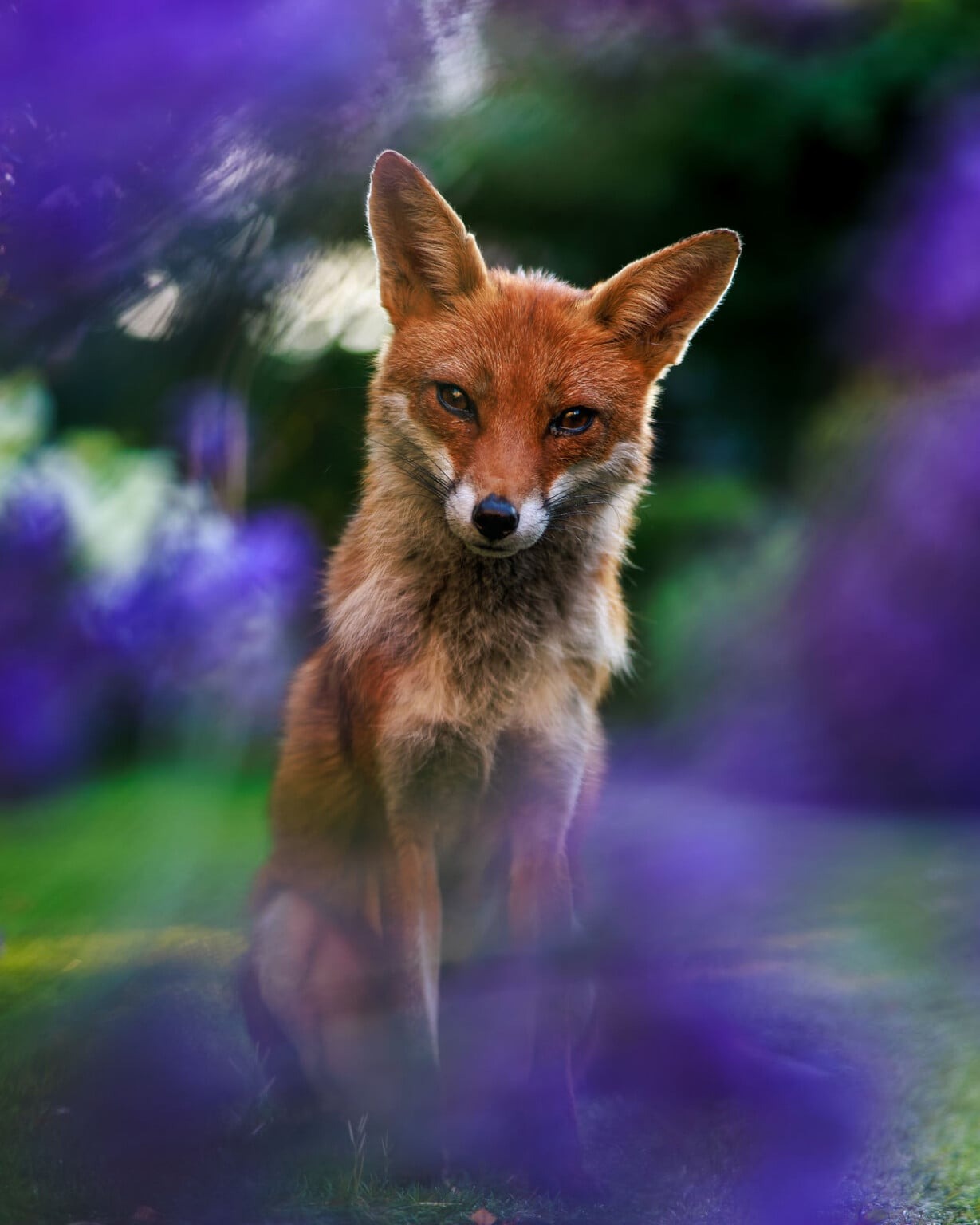 British Wildlife Photography Awards 2026
