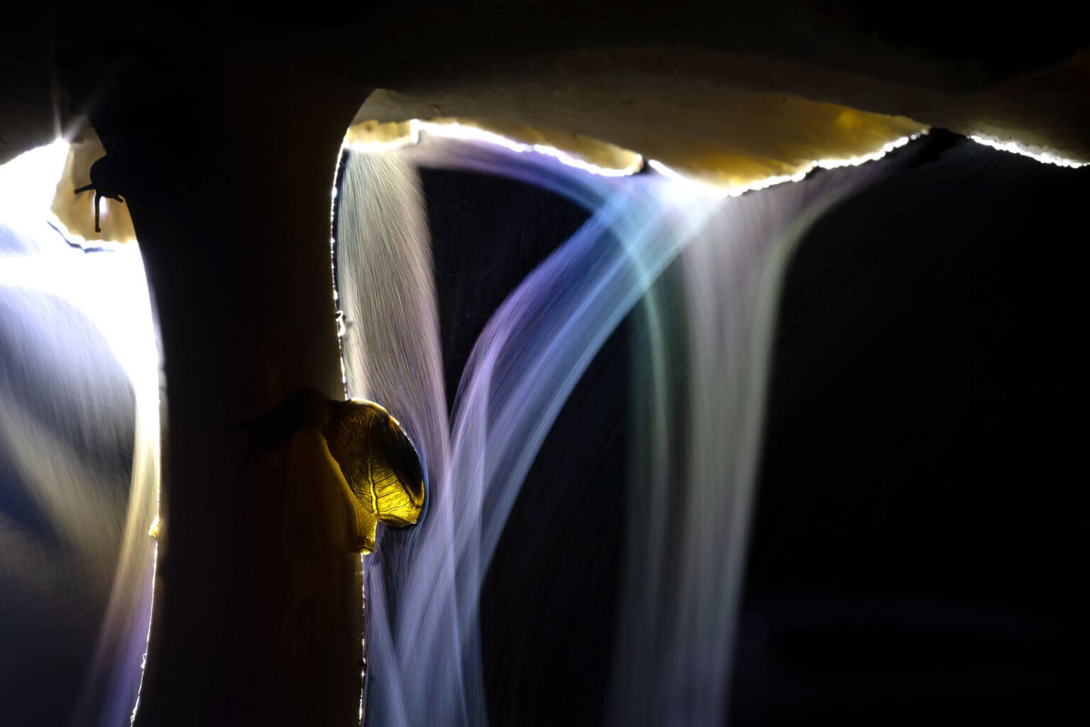 Nature Photography Contest 2025