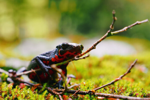 OM SYSTEM OM-5 Mark II