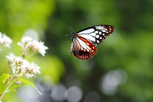 OM SYSTEM OM-5 Mark II