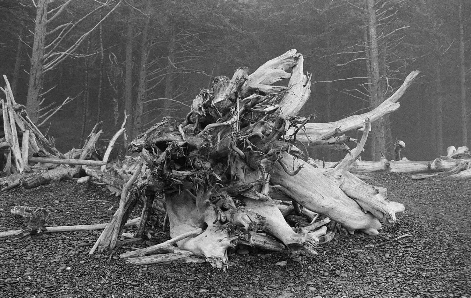 dòng phim kodak Ektapan