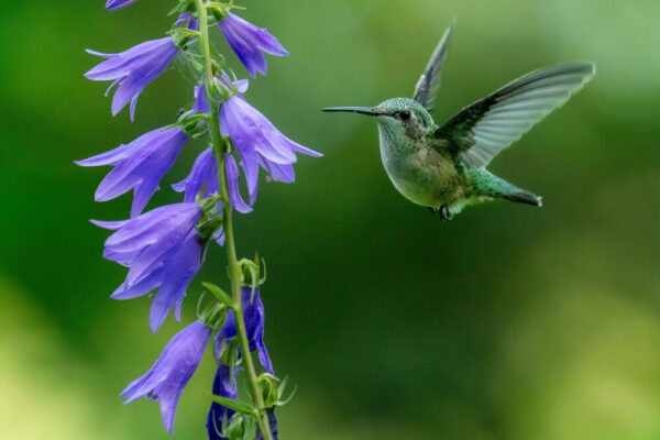 OM SYSTEM M.Zuiko Digital ED 50-200mm f/2.8 IS PRO