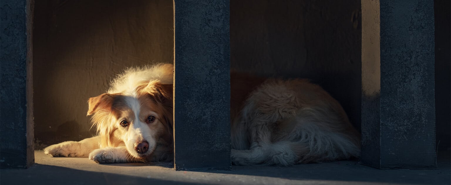 Viltrox AF 35mm f/1.8 và 55mm f/1.8 evo