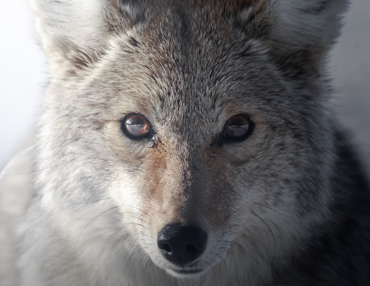 tips chụp ảnh với máy ảnh OM System