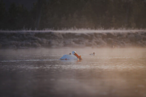 Sony a7R VI