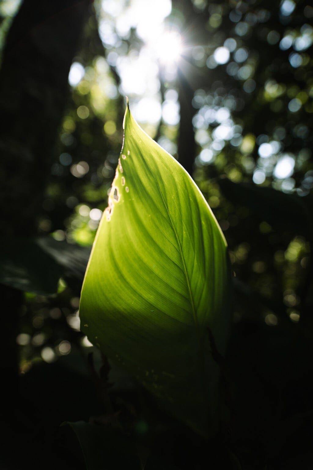 Thypoch Voyager 24–50mm f/2.8