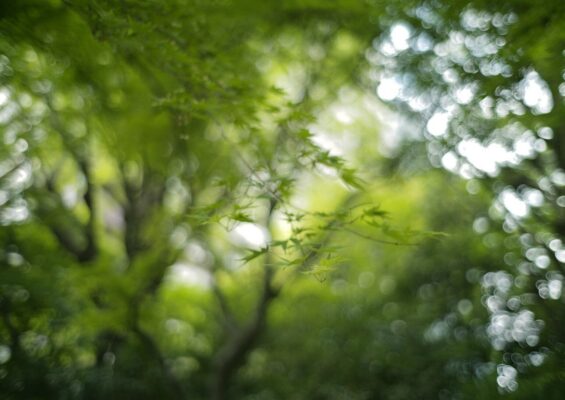 Wahei Optical Peace 35mm f/1.4