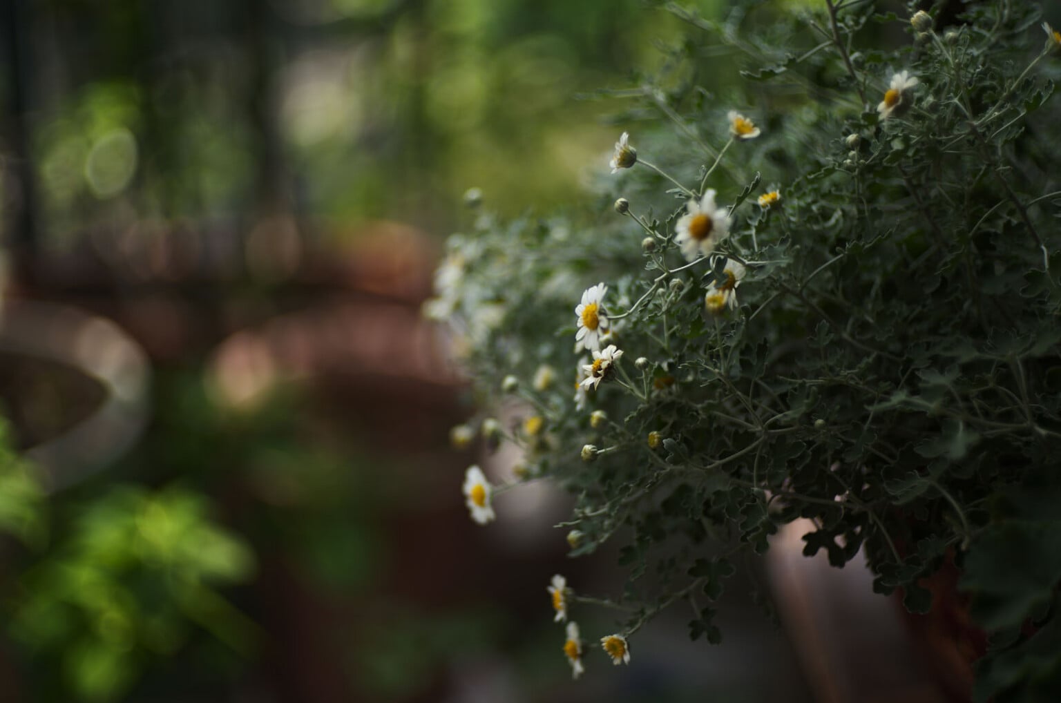 ra mắt Light Lens Lab 75mm f/1.5 'Z21'