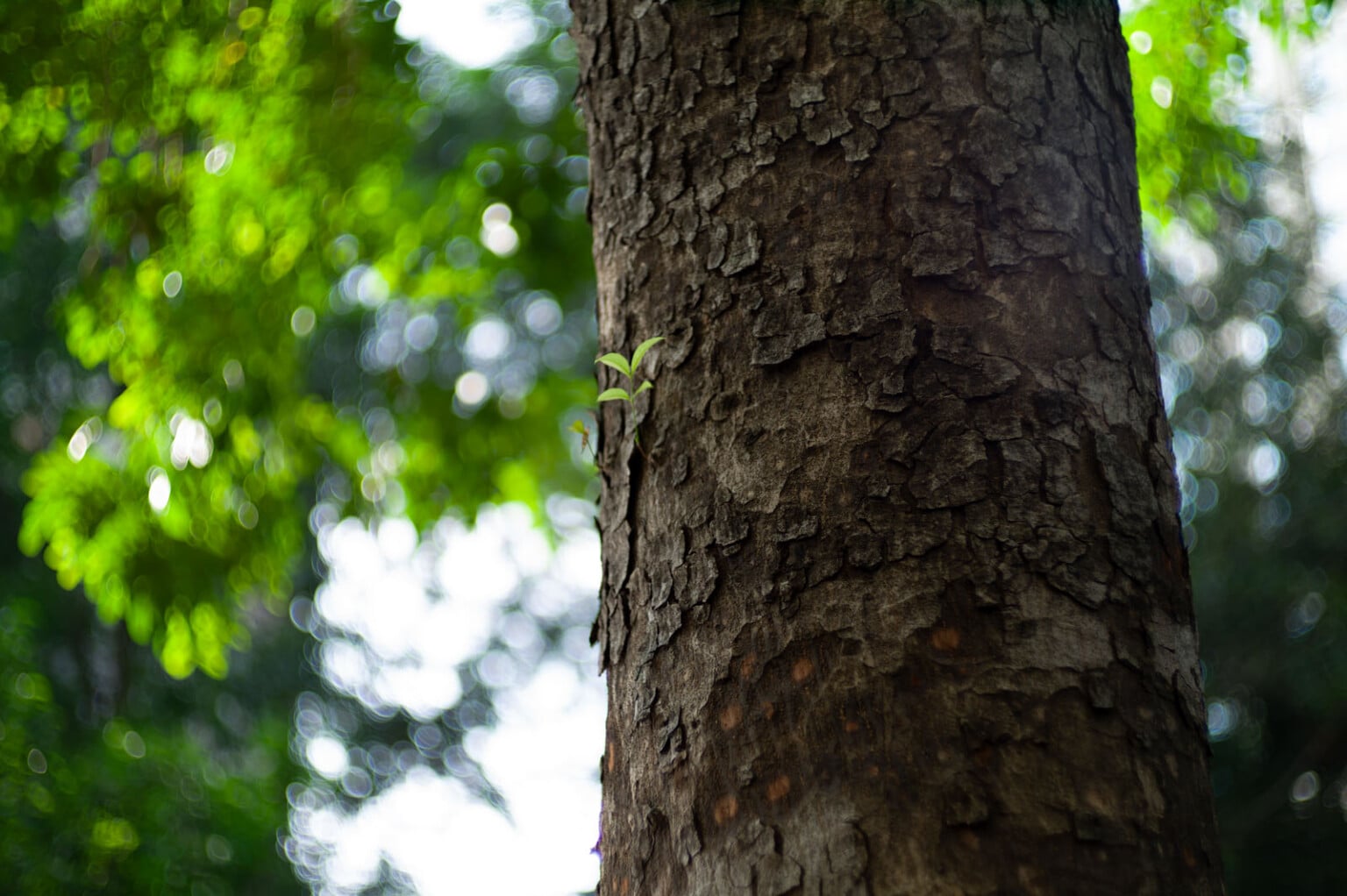 ra mắt Light Lens Lab 75mm f/1.5 'Z21'