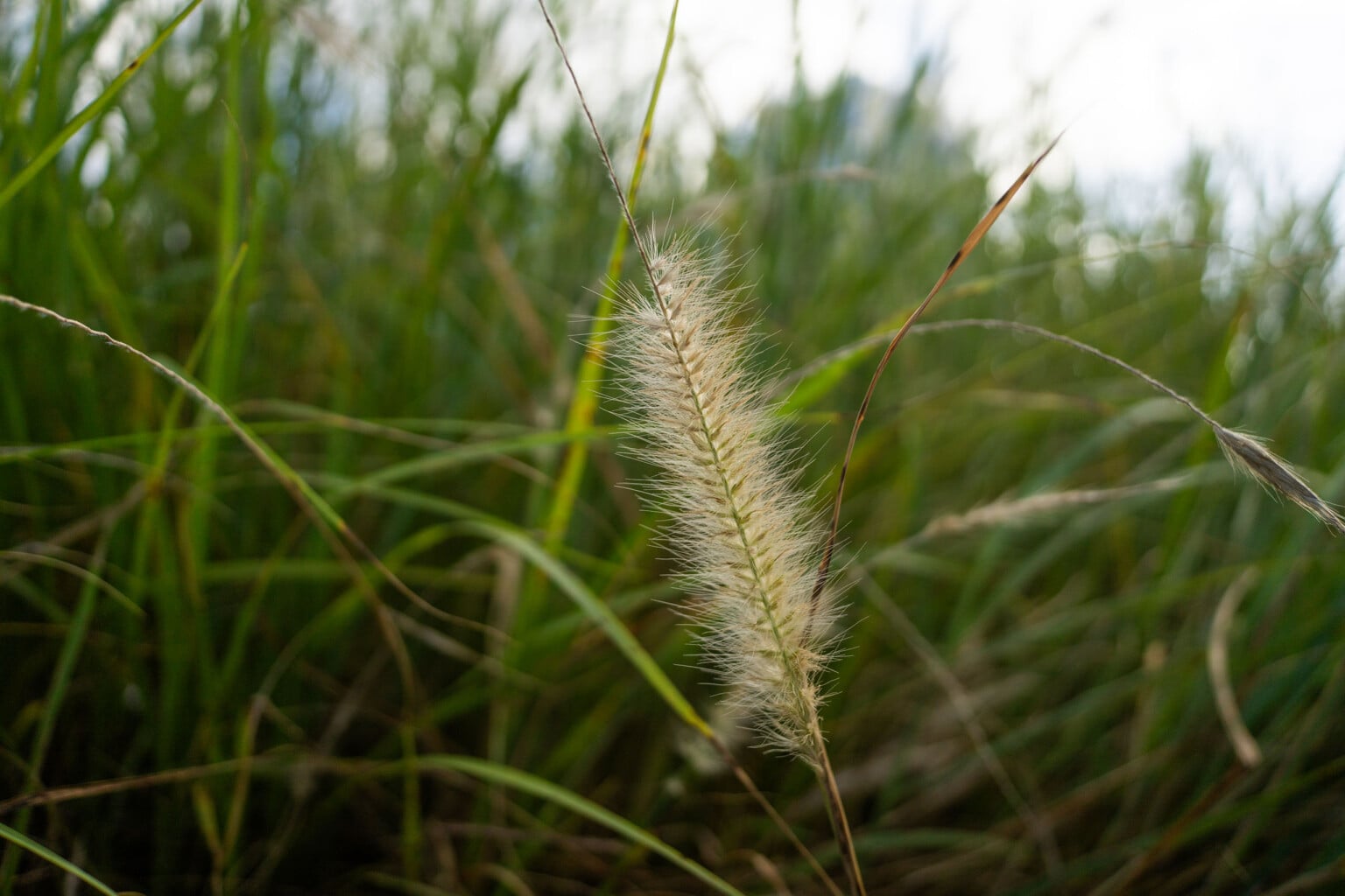 ra mắt Viltrox 26mm f/2.8 EVO
