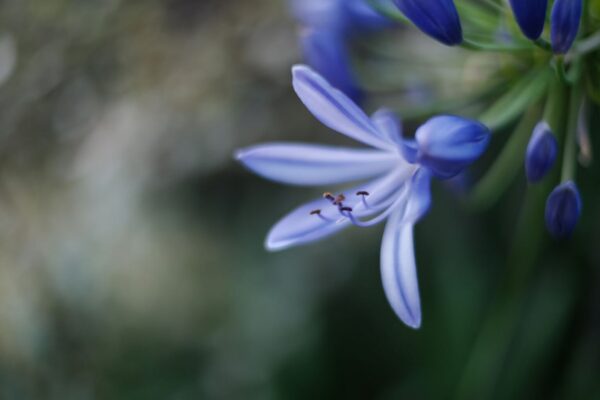 Voigtländer 3mm f/1.2 và 35mm f/1.2