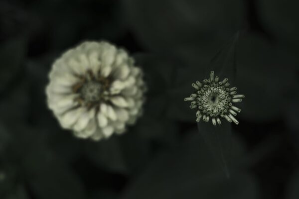 Voigtländer 3mm f/1.2 và 35mm f/1.2